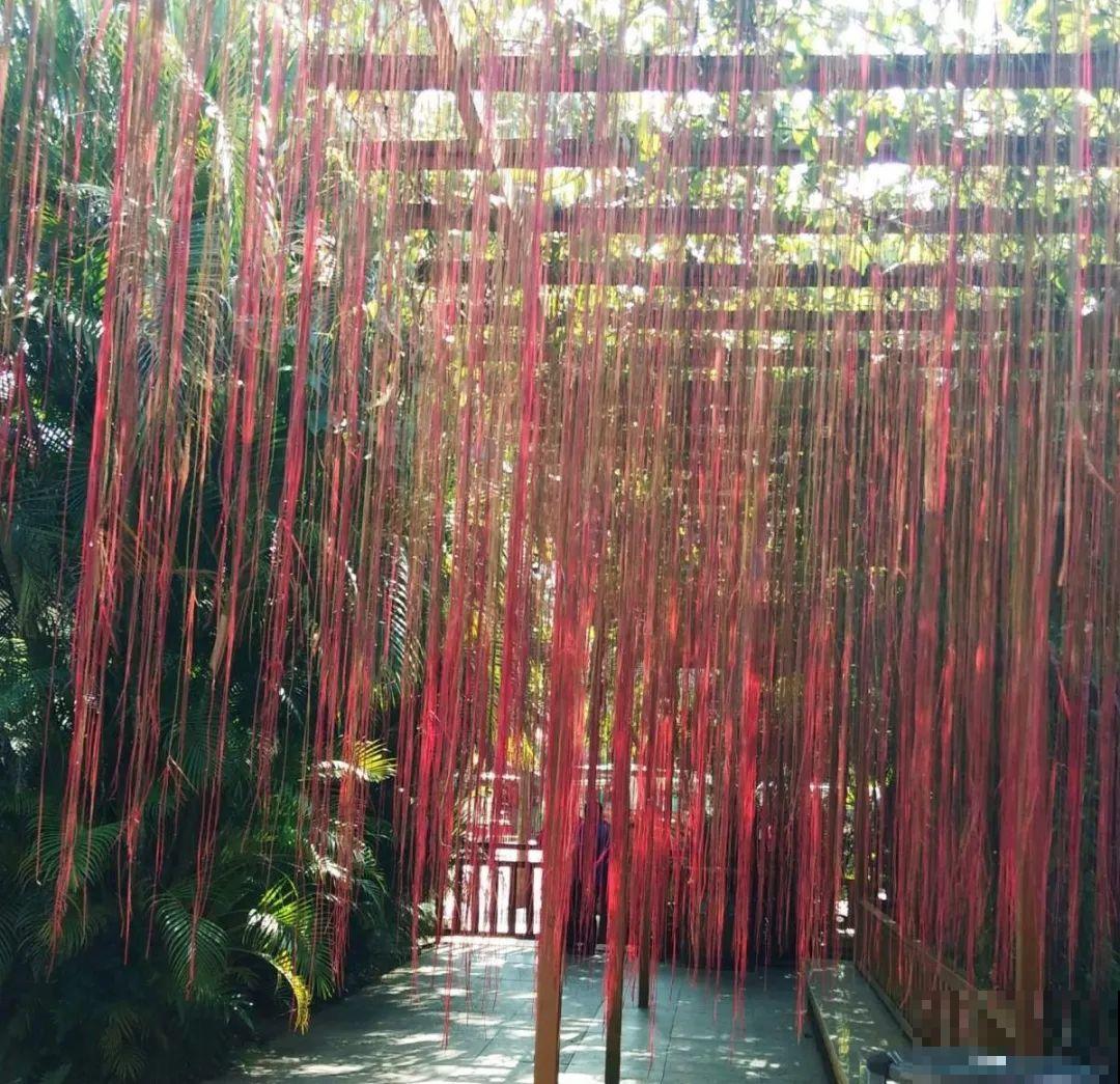 屋里种一棵爬藤花，夏天开花超旺，越热开花越多