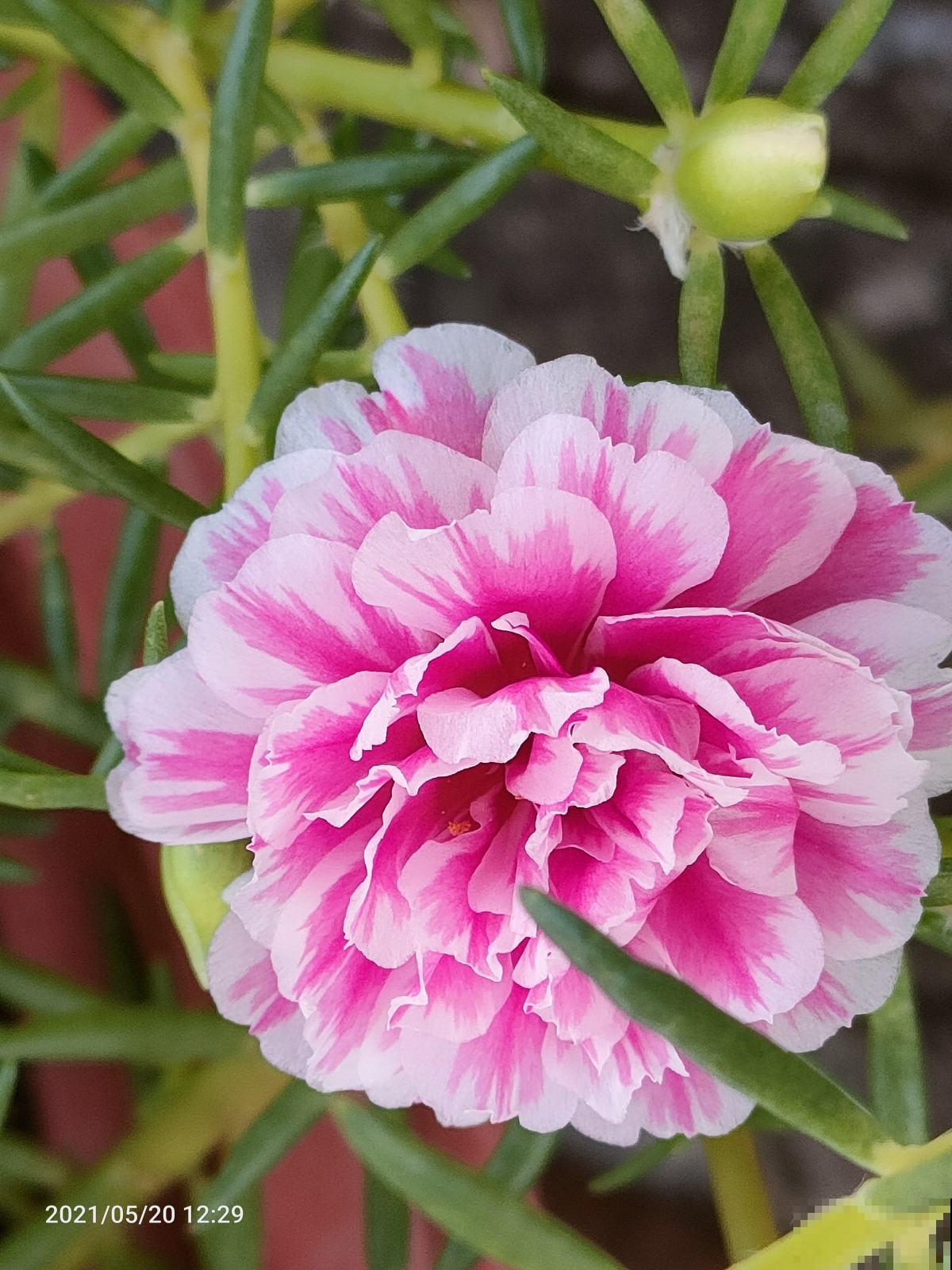 夏天还得养耐热花，使劲晒也能开花，关键是特别好养