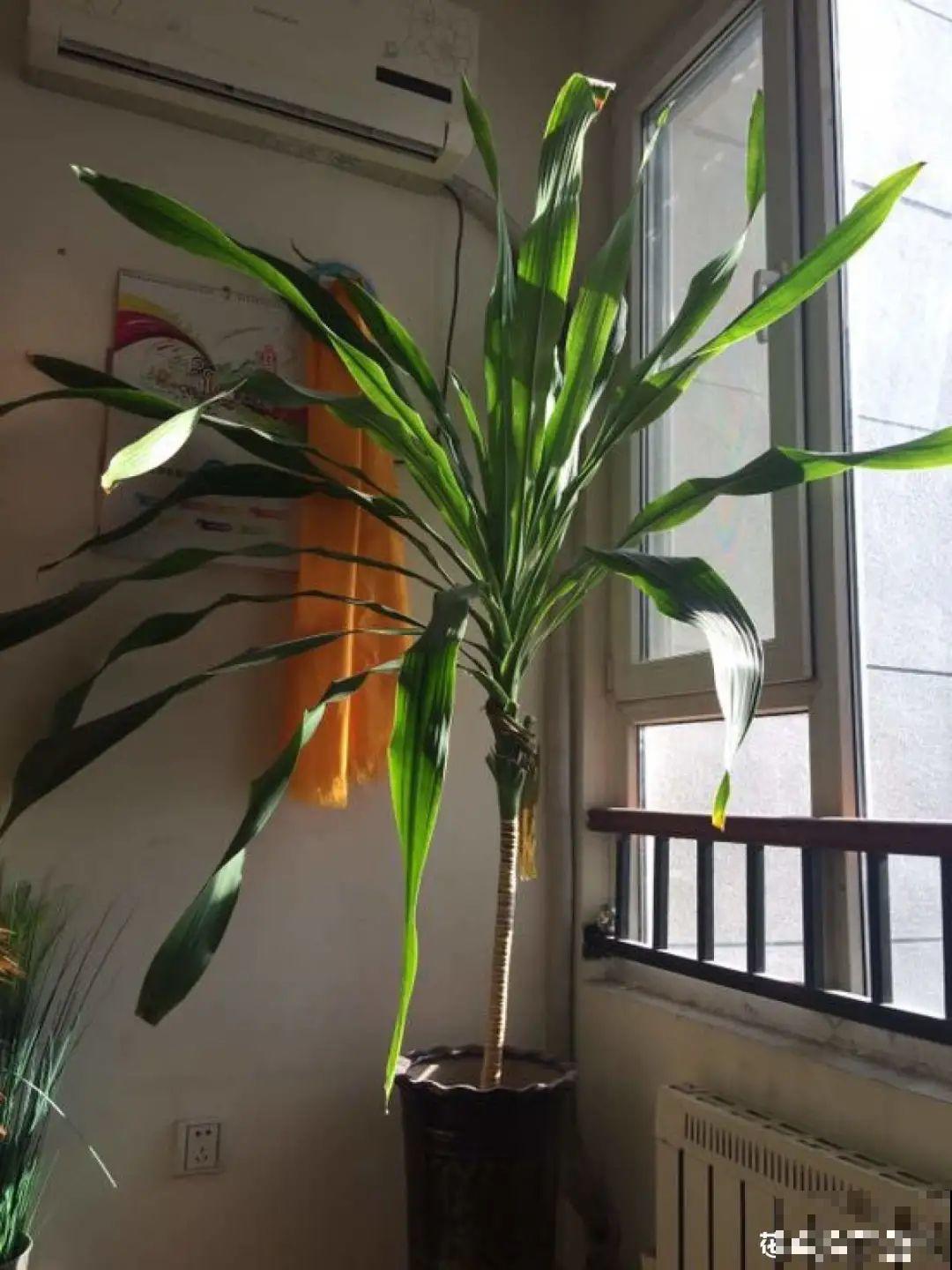 7种花要赶紧砍头,一头变多头,长得是真旺 7种花要赶紧砍头,一头变多头,长得是真旺