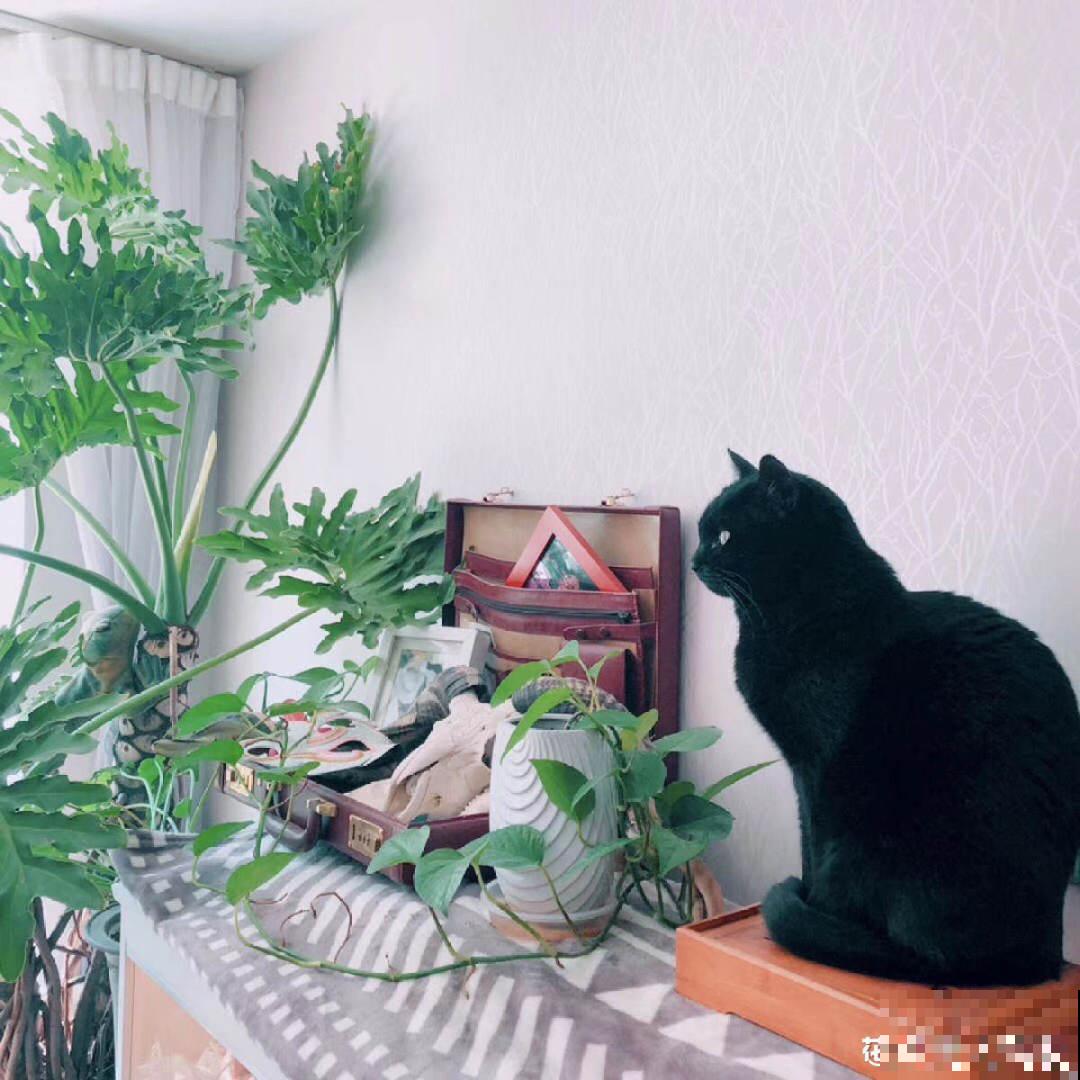 家里的绿植特高大，像是进了热带雨林，热气都跑光了