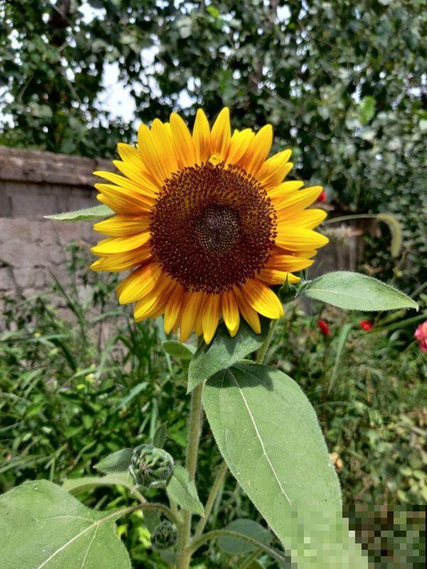 超喜欢太阳的向日葵，春天播种最合适，3天就长叶