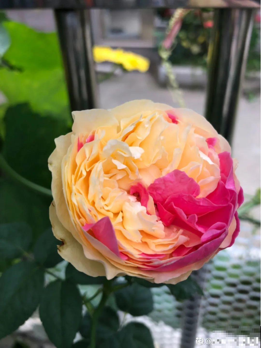 50种月季，各有各的美，哪一种是你的“菜”？