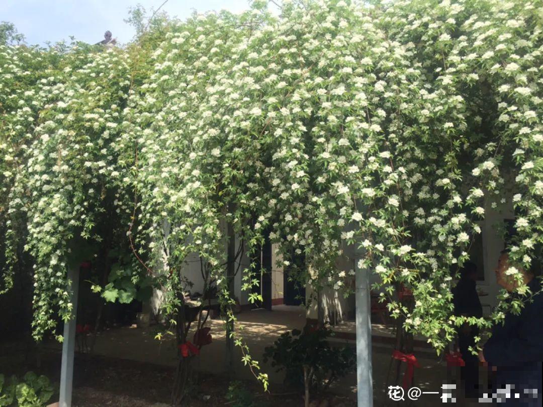 30米高三角梅，千年的紫藤树···5种花越老越值钱