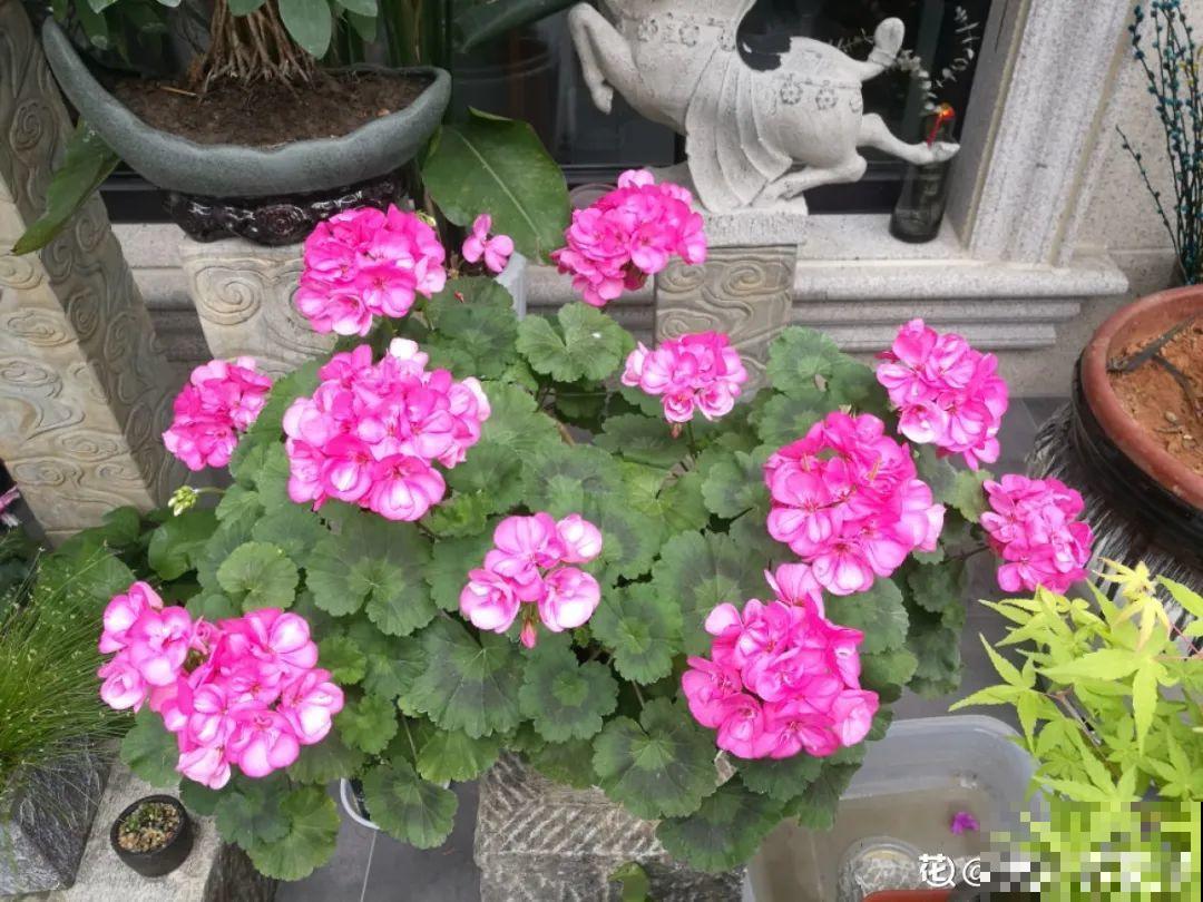 3种花打顶、扦插，可以同时进行，新手秒变大户