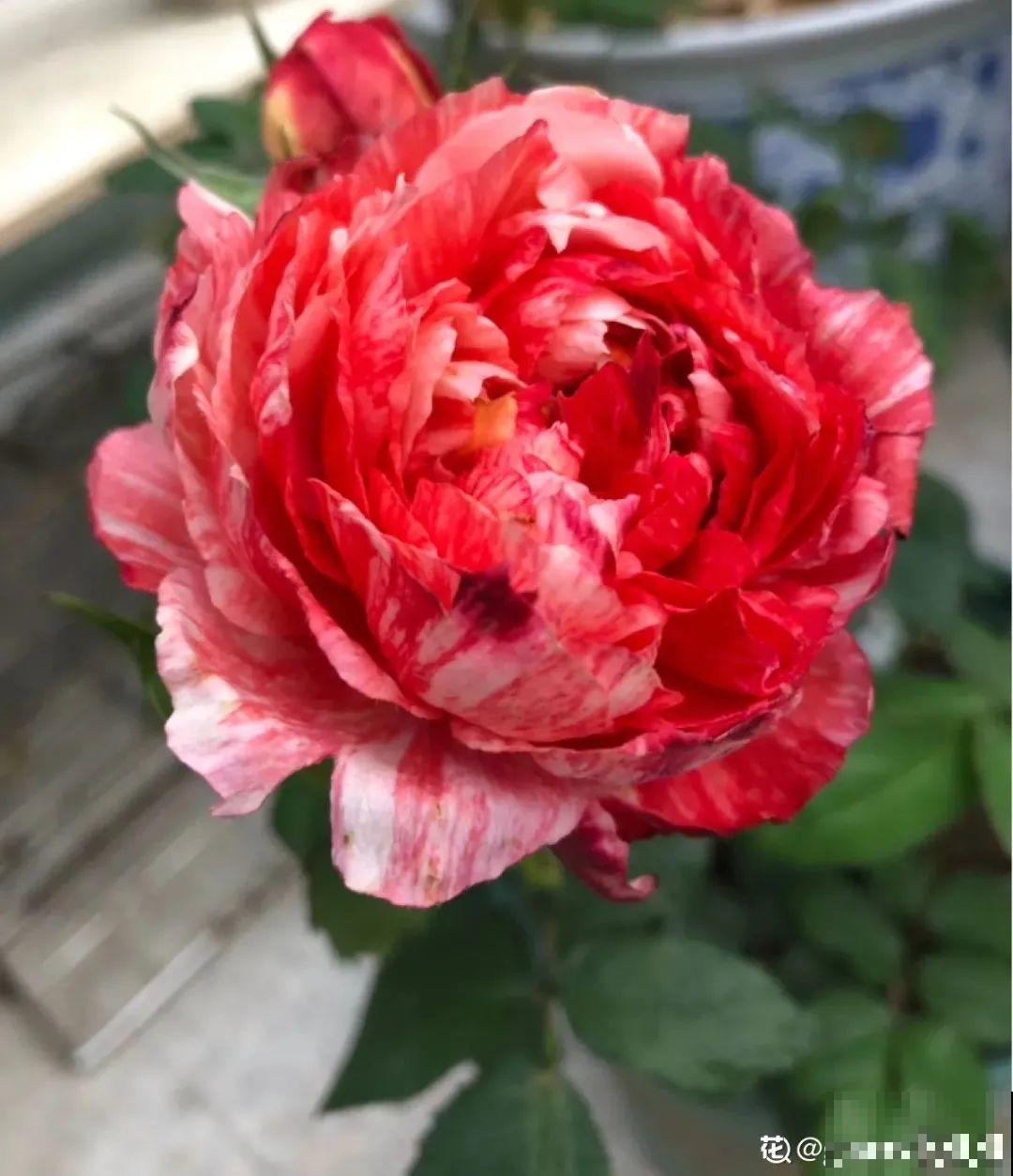 50种月季，各有各的美，哪一种是你的“菜”？