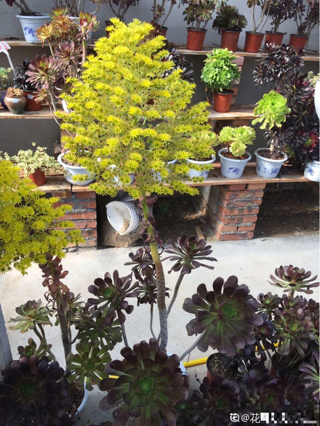 多肉开花不常见，但是颜值还挺高，你会不会剪掉？