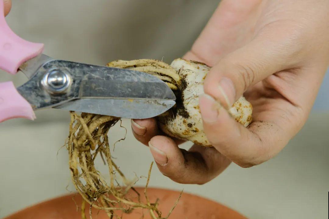 春天最佳繁殖季，扦插播种分株压条，成活率特高