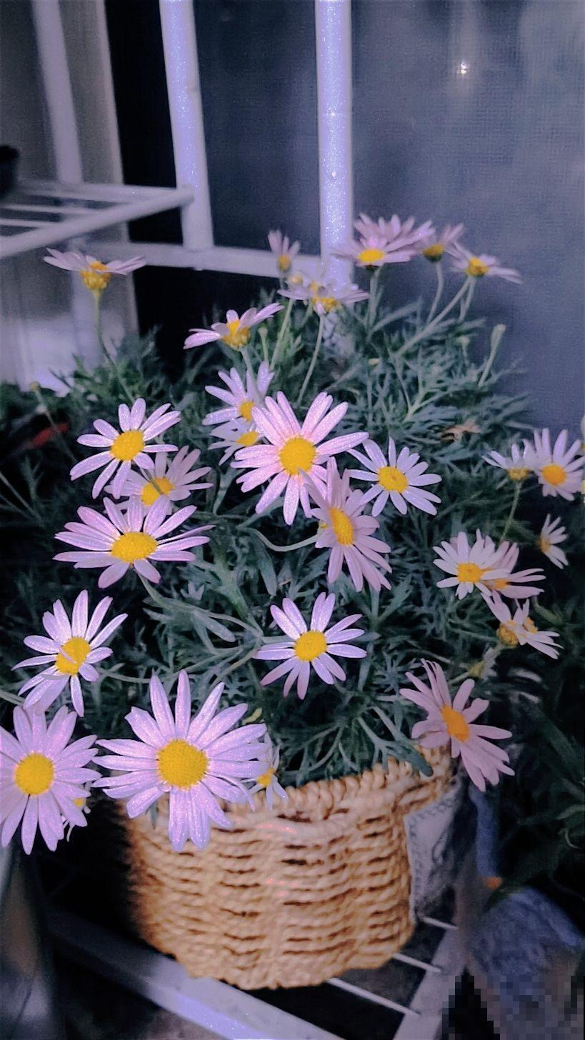 出差前让室友帮忙养花，没想到因为一句话，花就被剪成了“秃子”