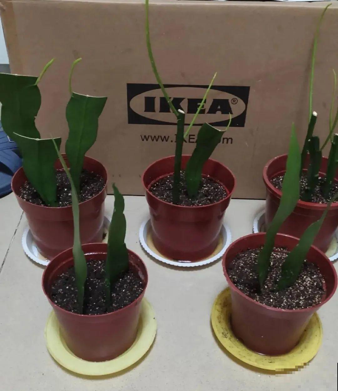 12种花真是太能生，叶子沾土就生根，实在太好活