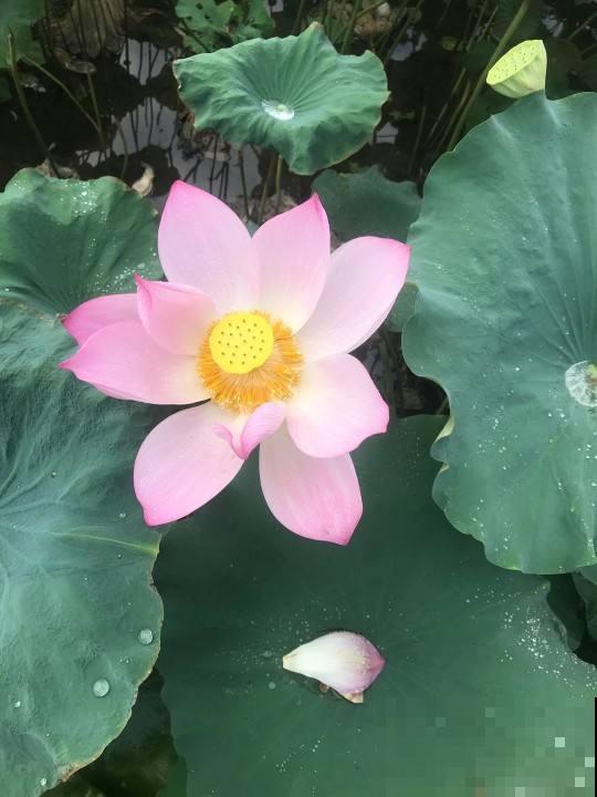 关于植物的知识问答， 答对6道，就叫你“博士”