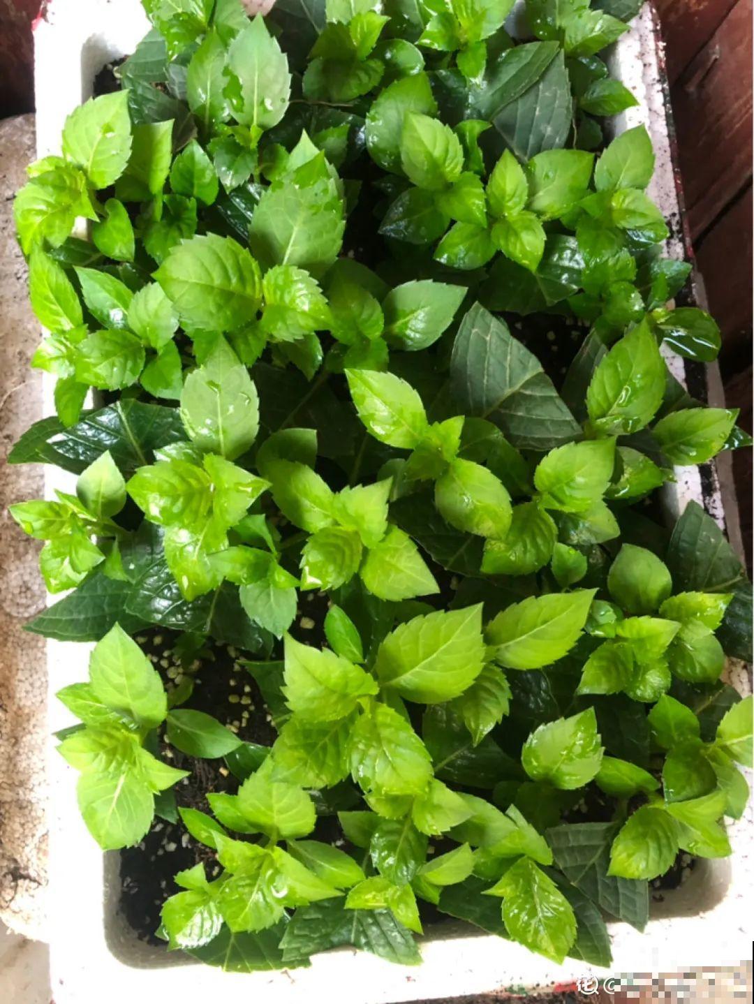 夏天扦插最好活，剪个枝条插土里，10天就生根！