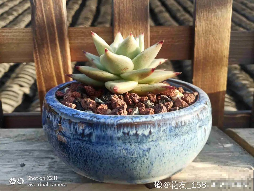 给多肉选花盆,才是最大的乐趣,不信你试试 给多肉选花盆,才是最大的乐趣,不信你试试