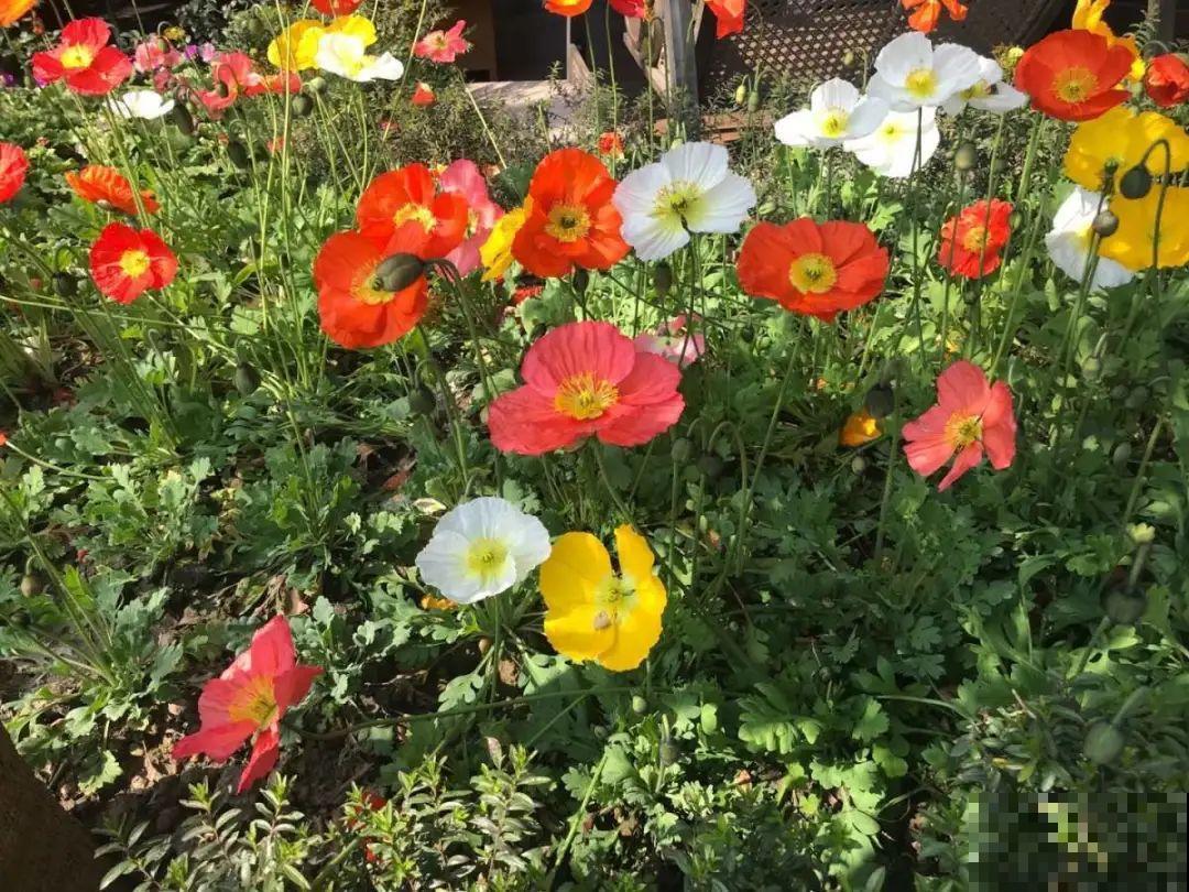 家里养盆“省心”花,自己开花自己结种,不用再买花种了 家里养盆“省心”花,自己开花自己结种,不用再买花种了