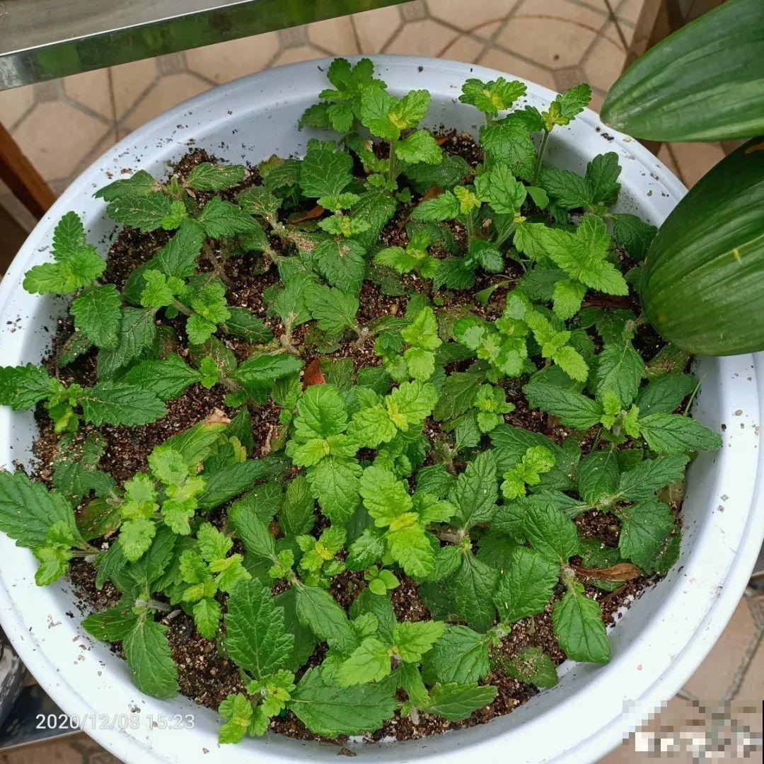 大岩桐特耐阴，每天一两个小时光照，一年开花上百天