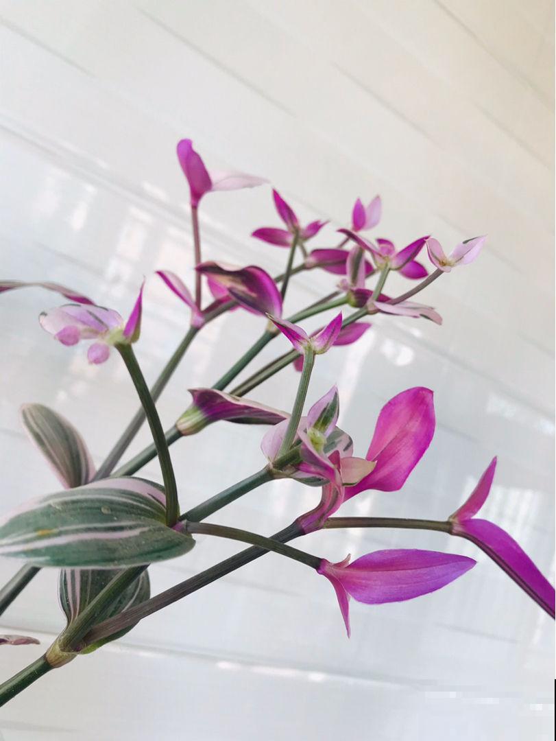 4种“省钱植物”，实在太贴心，掐个枝条插土里就能活