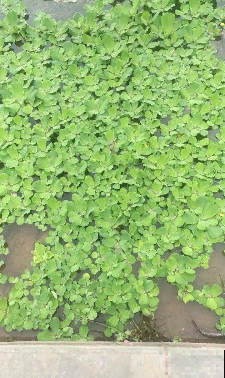 10种花夏天喝水多,多浇水,很快爆满一大缸 10种花夏天喝水多,多浇水,很快爆满一大缸