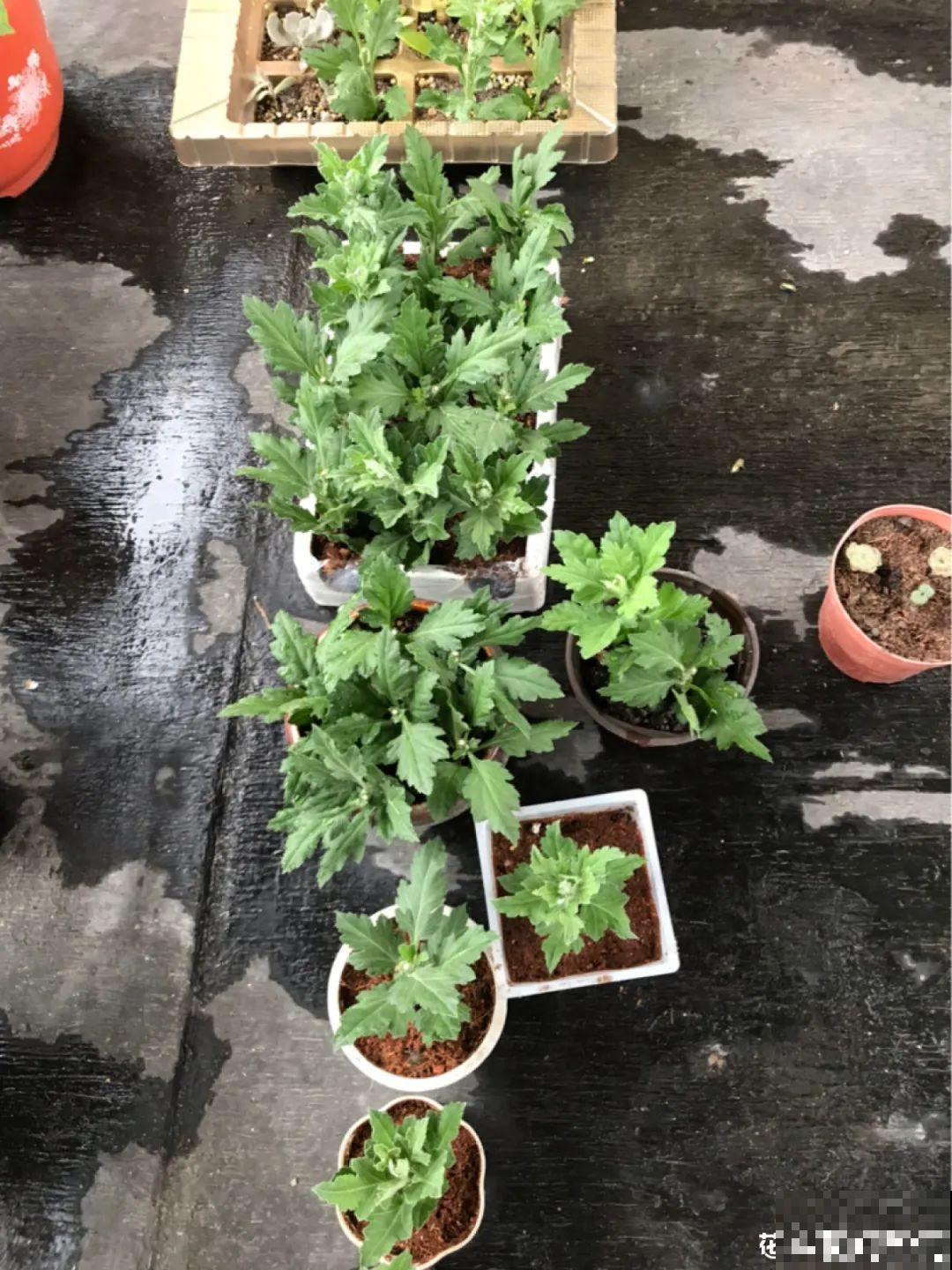 8种花开始慢慢睡醒了， 现在长得正旺，多浇水施肥， 开花更多！