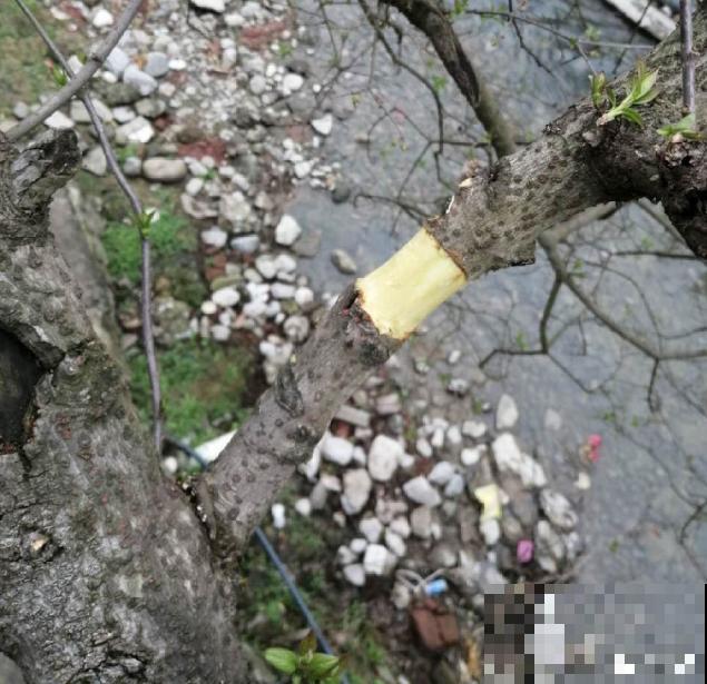 春天的大粗杆子，直接插土里，很快就生根