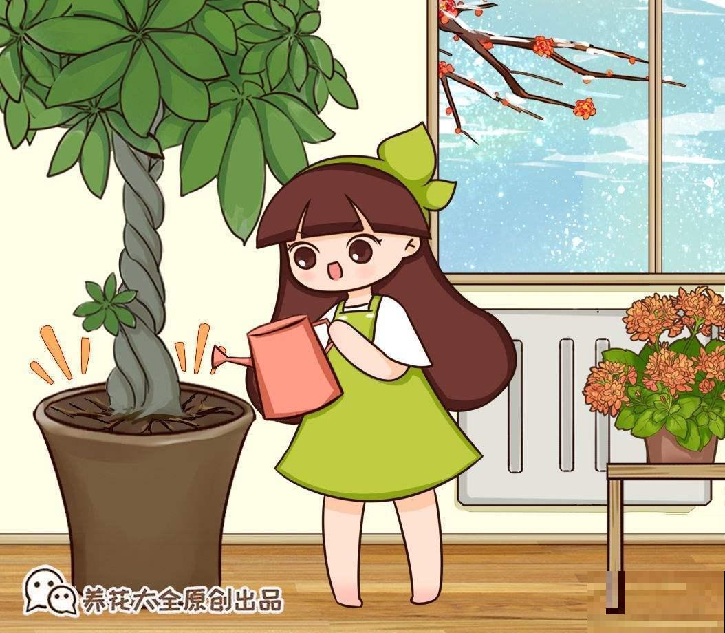 发财树总是掉叶子？那是你的方法出岔子了，现在教你怎么做！