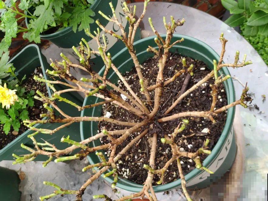 草本植物春剪,学着掐顶芽,呼呼冒出一大盆 草本植物春剪,学着掐顶芽,呼呼冒出一大盆