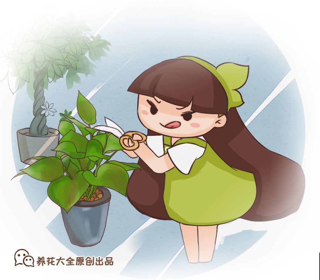 对着吊兰这个位置来一刀，吊兰咔咔直疯长！