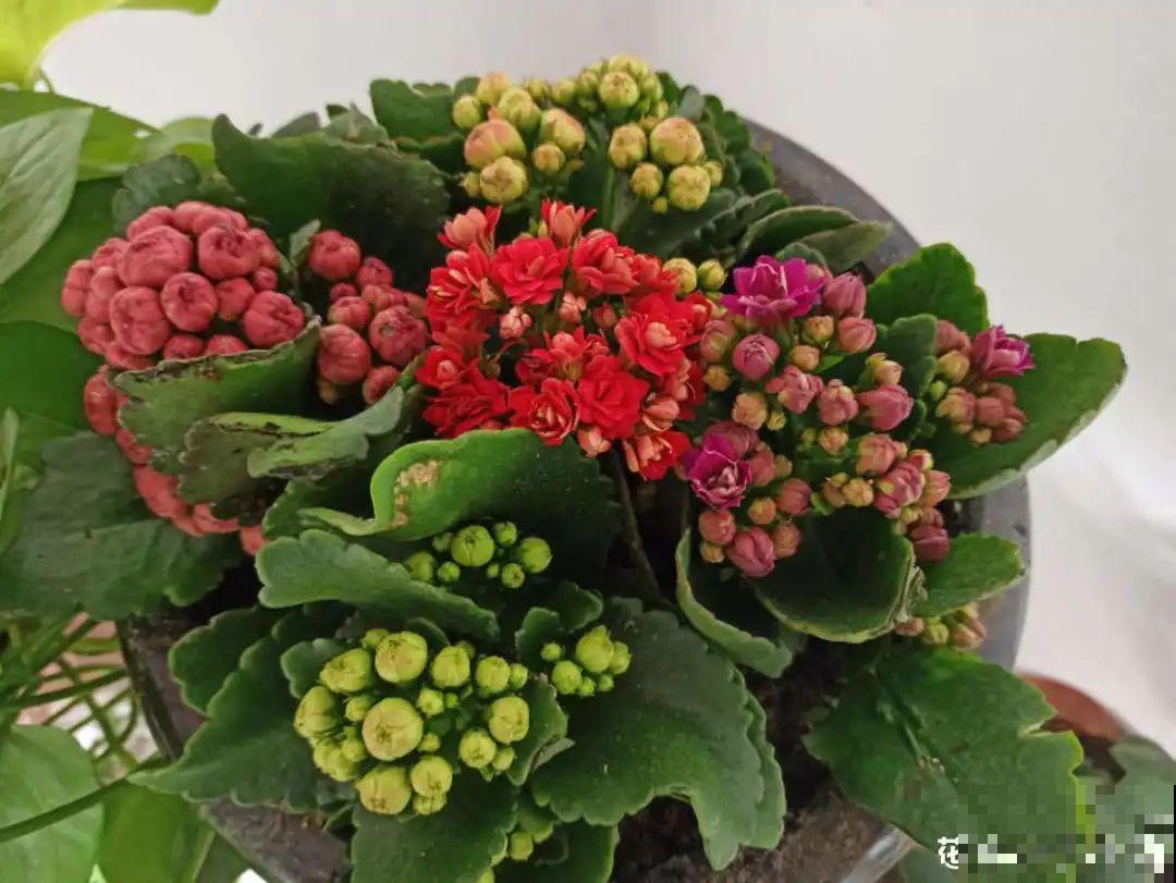 春天逛花市，过季花现在不能买，白花钱活不久