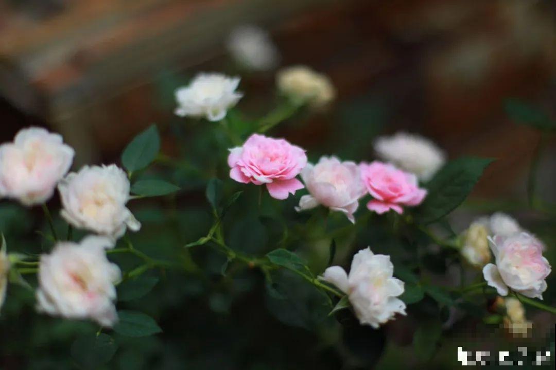 自己建个花园，希望能有一块地，安静思考，静静赏花