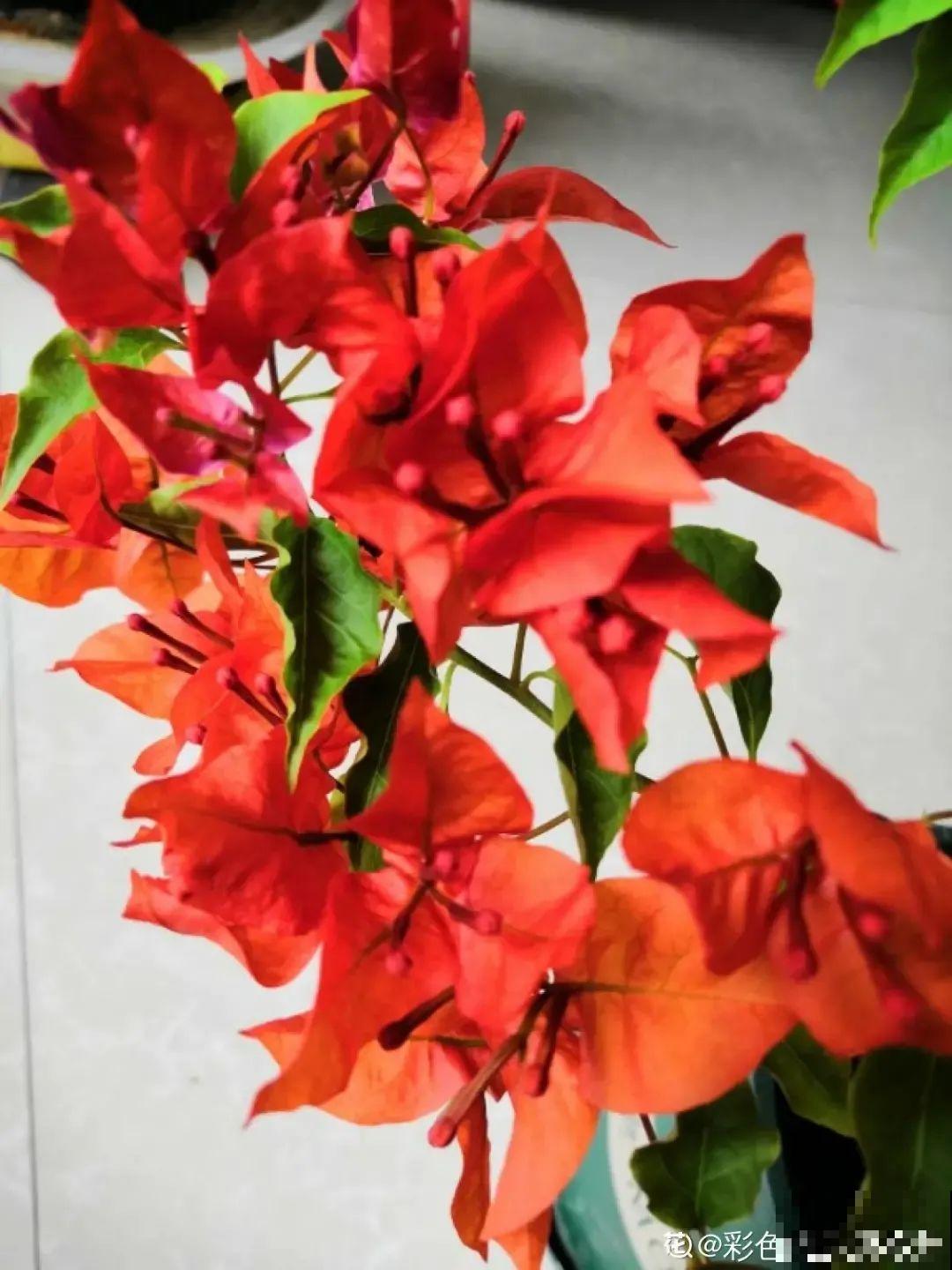 在家养盆“爆花战斗机”，只需要一盆，能开上百天不歇气！