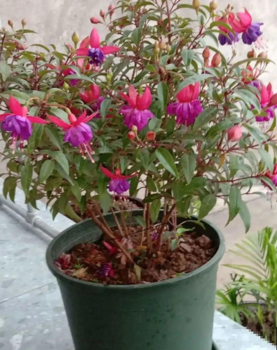 难度夏的8种花，赶紧扦插备份，再晚只剩盆了