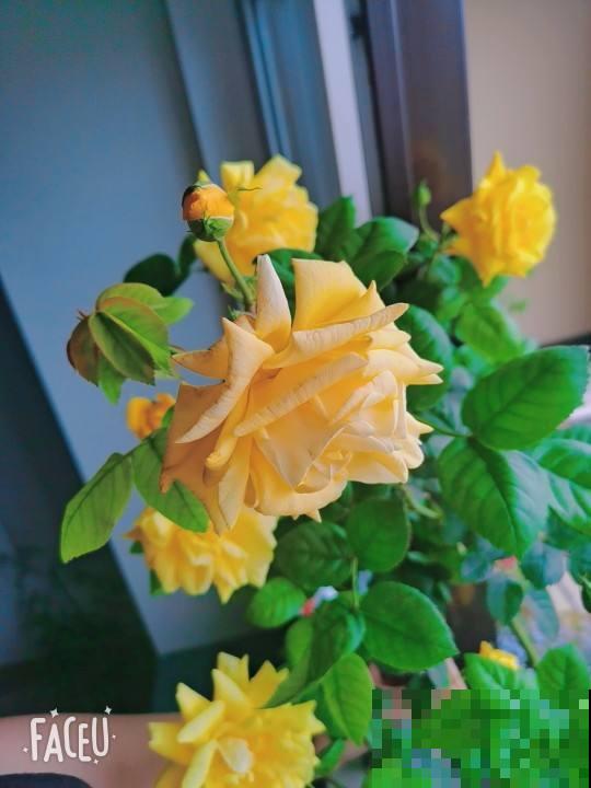 女士们都爱养的花，开花美艳动人，家里变成小花海