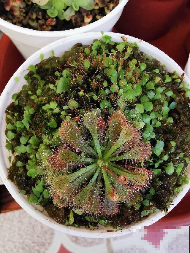 小巧可爱的吃虫草，简单好养，帮你除去蚊虫烦恼！