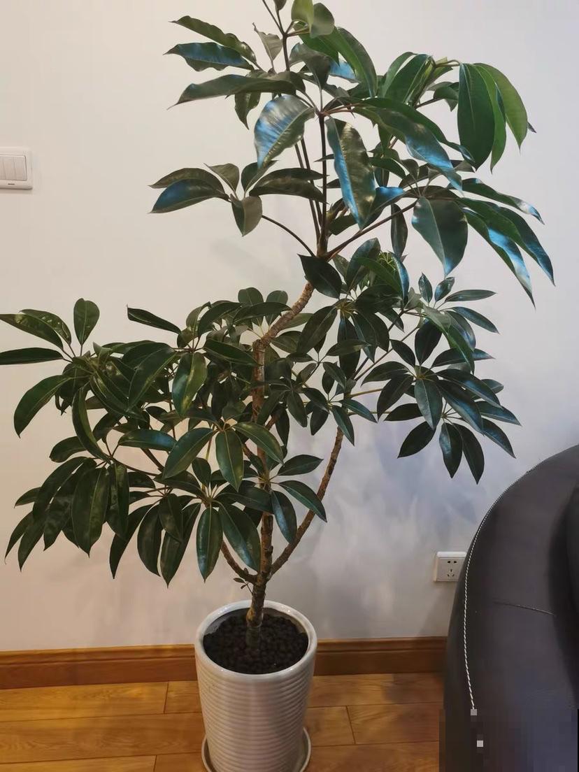 10种花越高越值钱,能长到2米,大高个霸气镇宅! 10种花越高越值钱,能长到2米,大高个霸气镇宅!