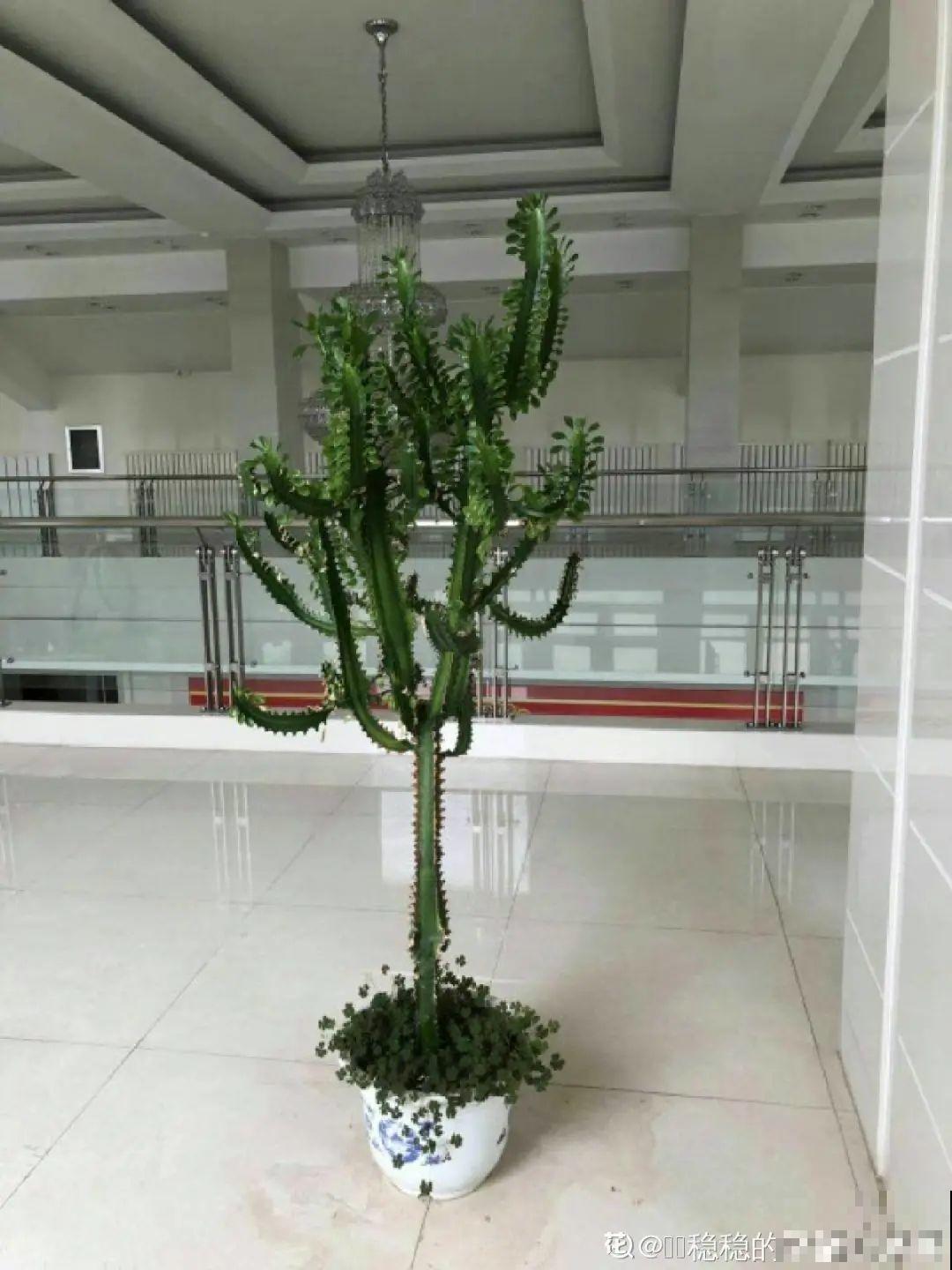 家里养盆镇宅花，越长越霸气，安全感十足