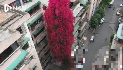 9层楼高的三角梅，足足养了28年，不得不服！