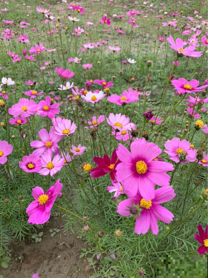 明明那么眼熟的路边花,就是叫不上名字,现在就带你认识一下! 明明那么眼熟的路边花,就是叫不上名字,现在就带你认识一下!