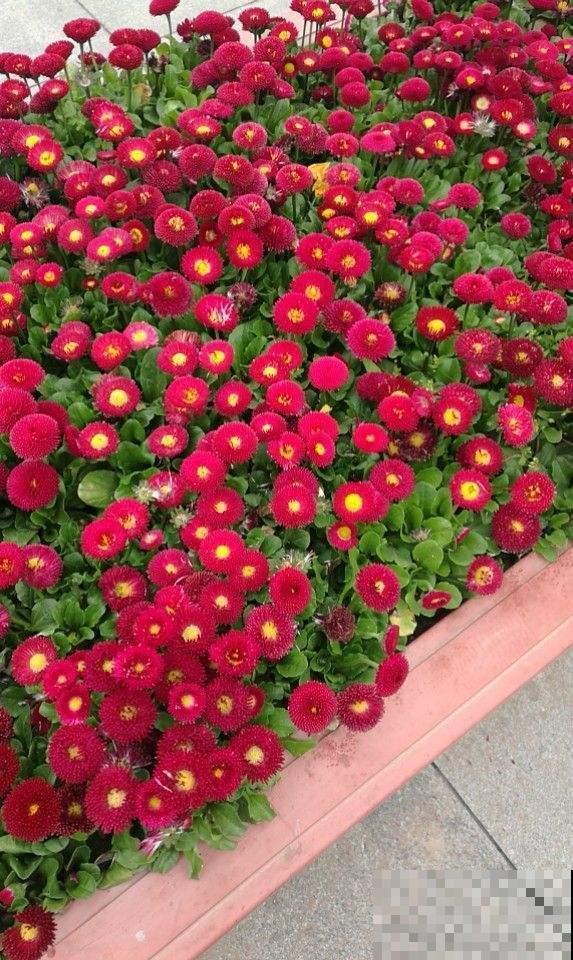 用鲜花“占卜”，每次都能得到你想要的结果，不信来试试！