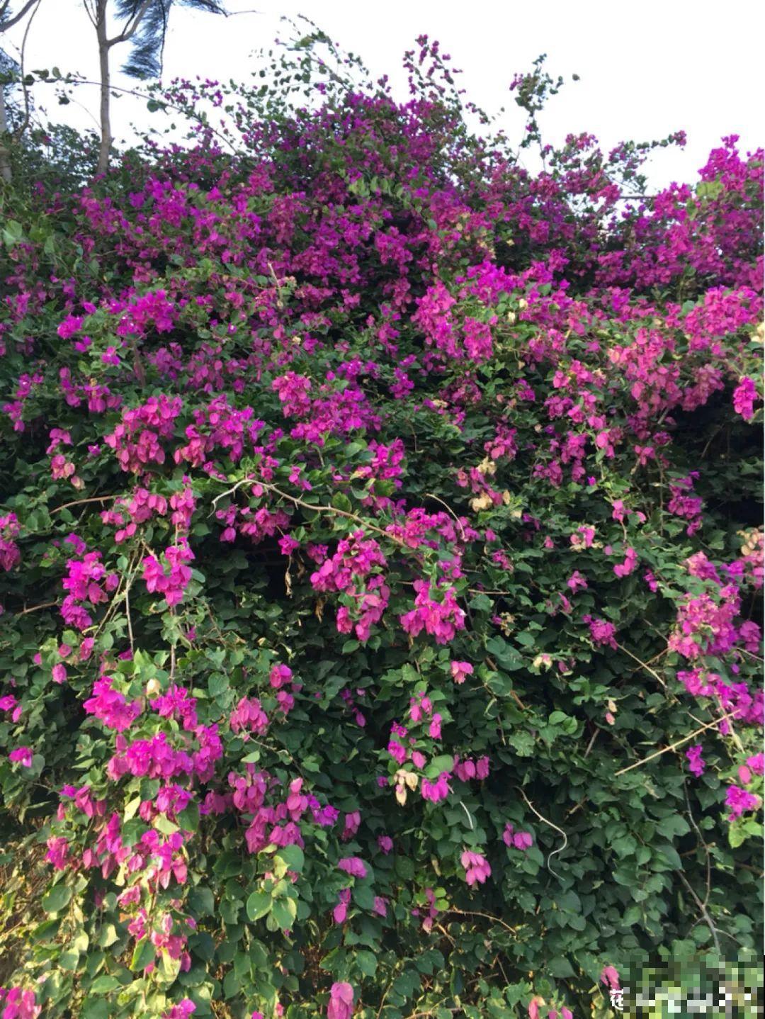 9层楼高的三角梅，足足养了28年，不得不服！