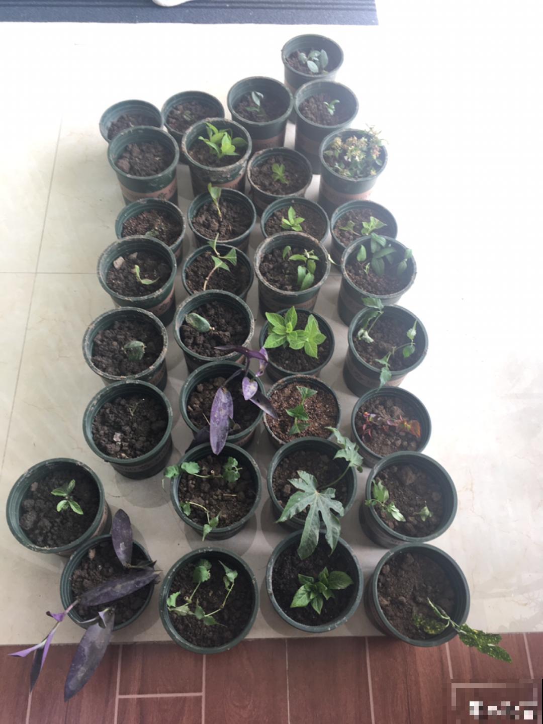 11种常见花，现在扦插，成活率特高