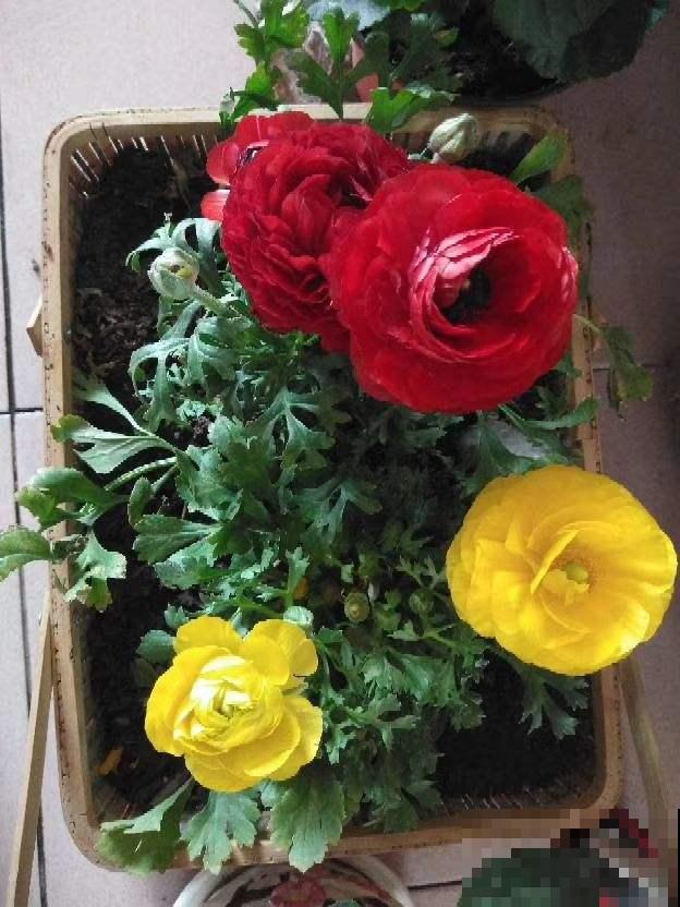 一种花被称作“小牡丹”,叶子像芹菜,4、5月开得正盛 一种花被称作“小牡丹”,叶子像芹菜,4、5月开得正盛