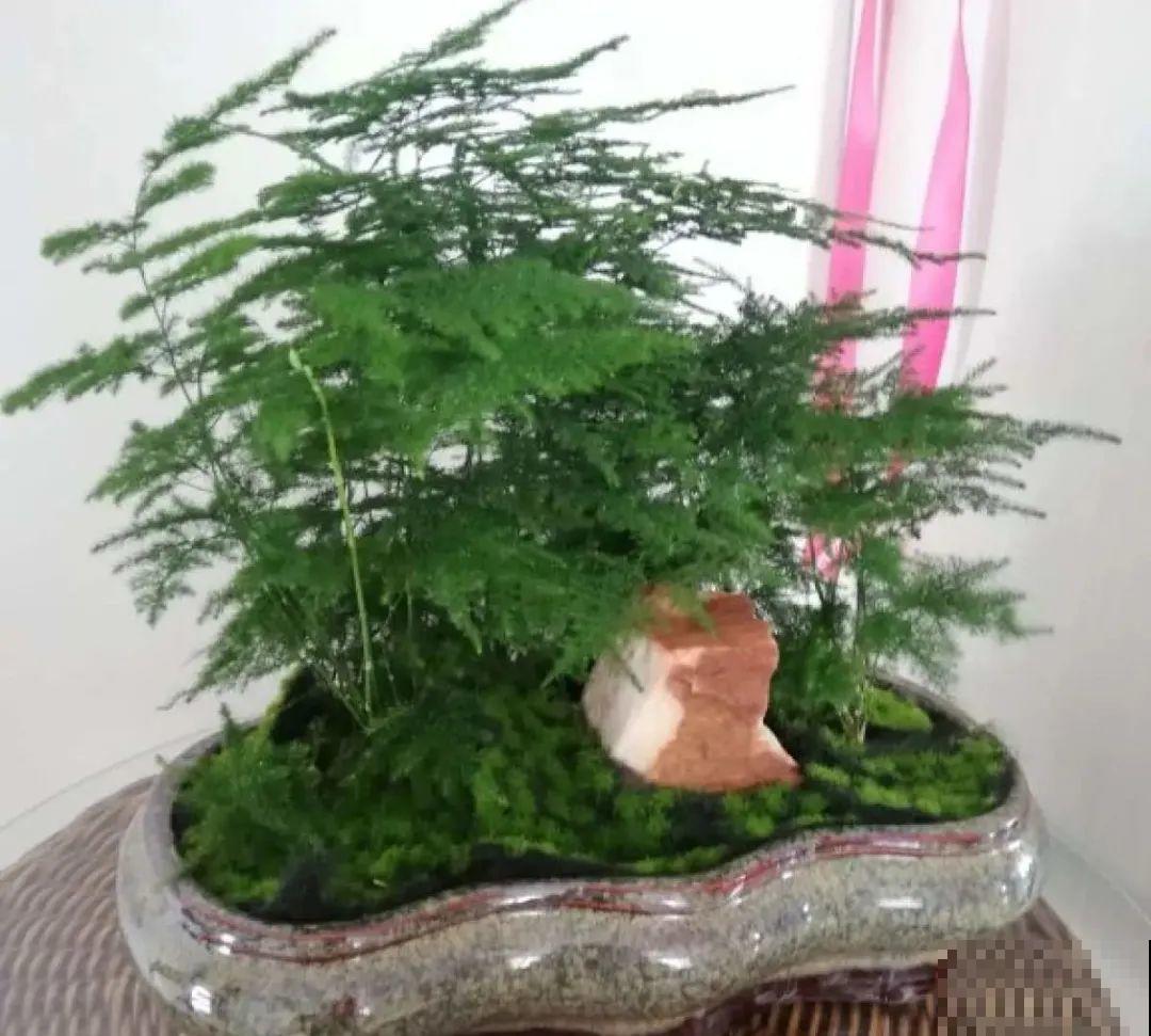 夏天怕晒的花,赶紧搬到阴凉地儿,再晒成枯杆了 夏天怕晒的花,赶紧搬到阴凉地儿,再晒成枯杆了