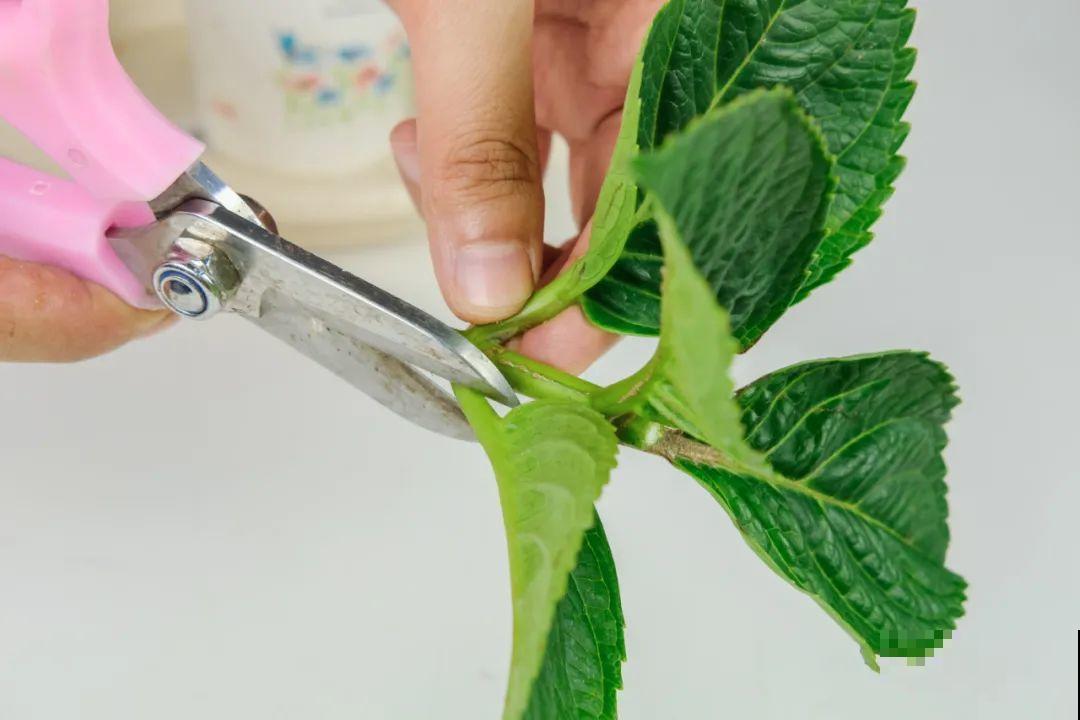 11种常见花，现在扦插，成活率特高