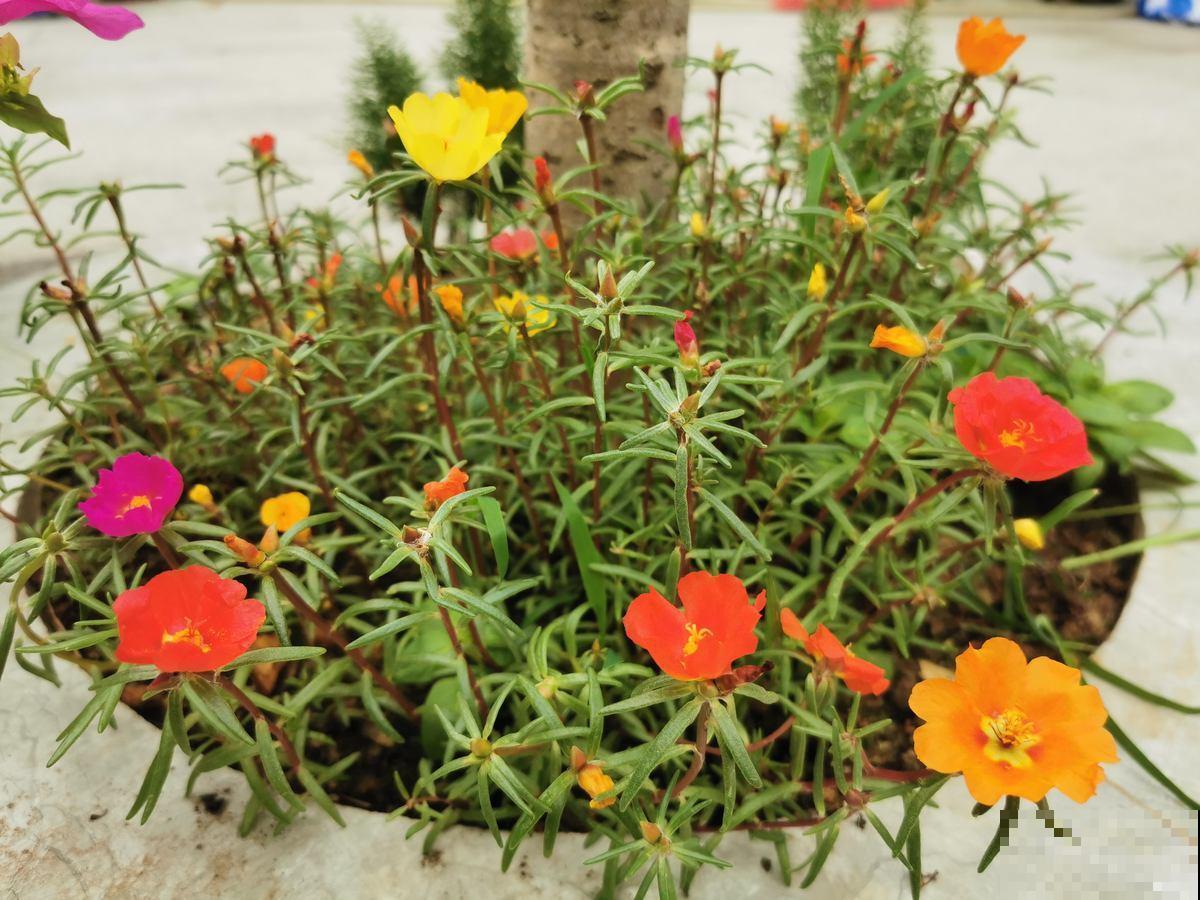 这5种花不怕晒，越热越长得旺，夏天开爆盆！