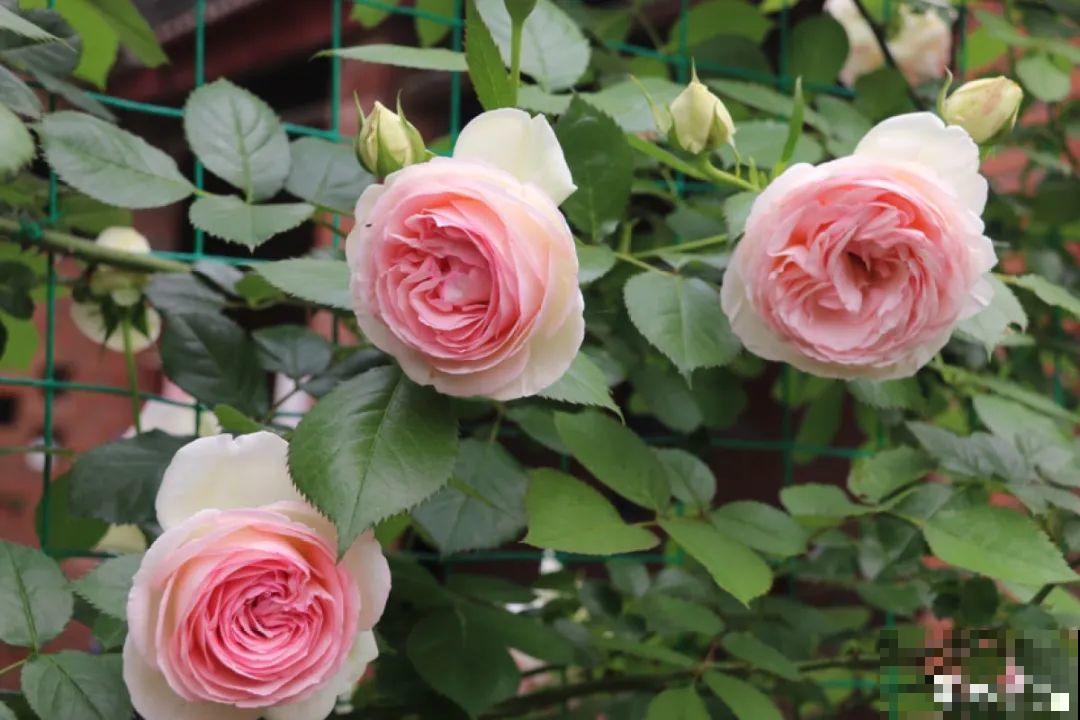 50种月季，各有各的美，哪一种是你的“菜”？