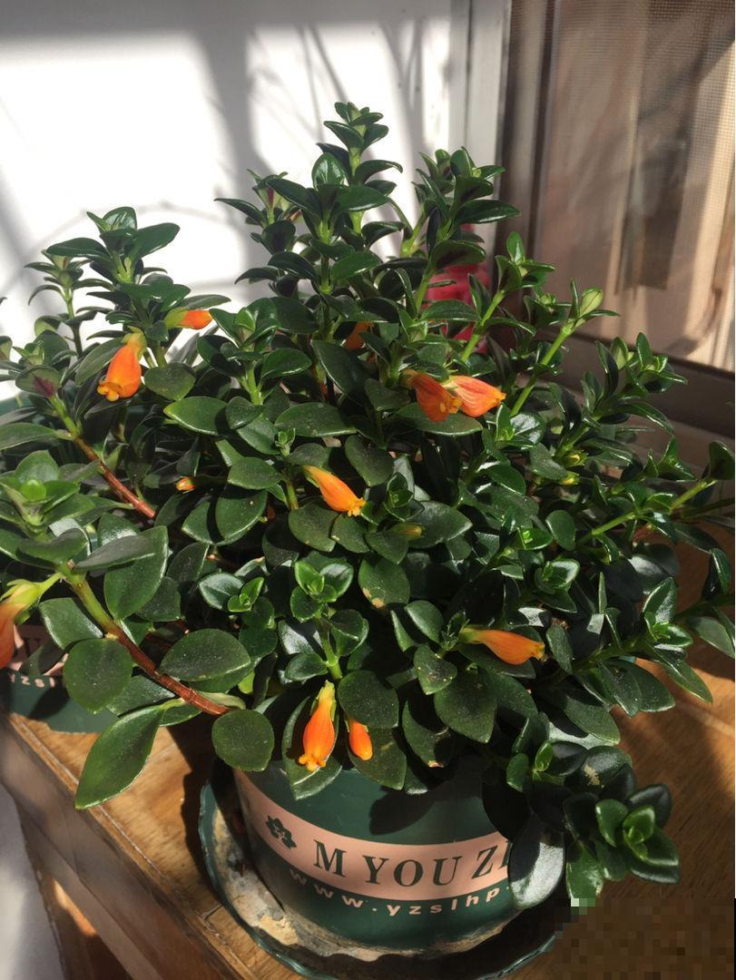 一盆花摆在家里，颜值堪比“艺术品”，当做软装很有特点