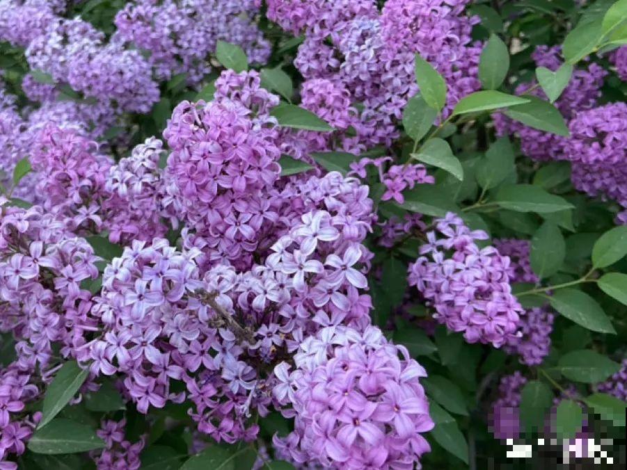 5月出门,收下这份百花图谱,啥花都能叫上名! 5月出门,收下这份百花图谱,啥花都能叫上名!