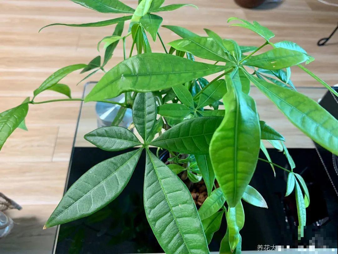 绿萝可以扔了,养盆“格调”花,颜值高还有气质 绿萝可以扔了,养盆“格调”花,颜值高还有气质