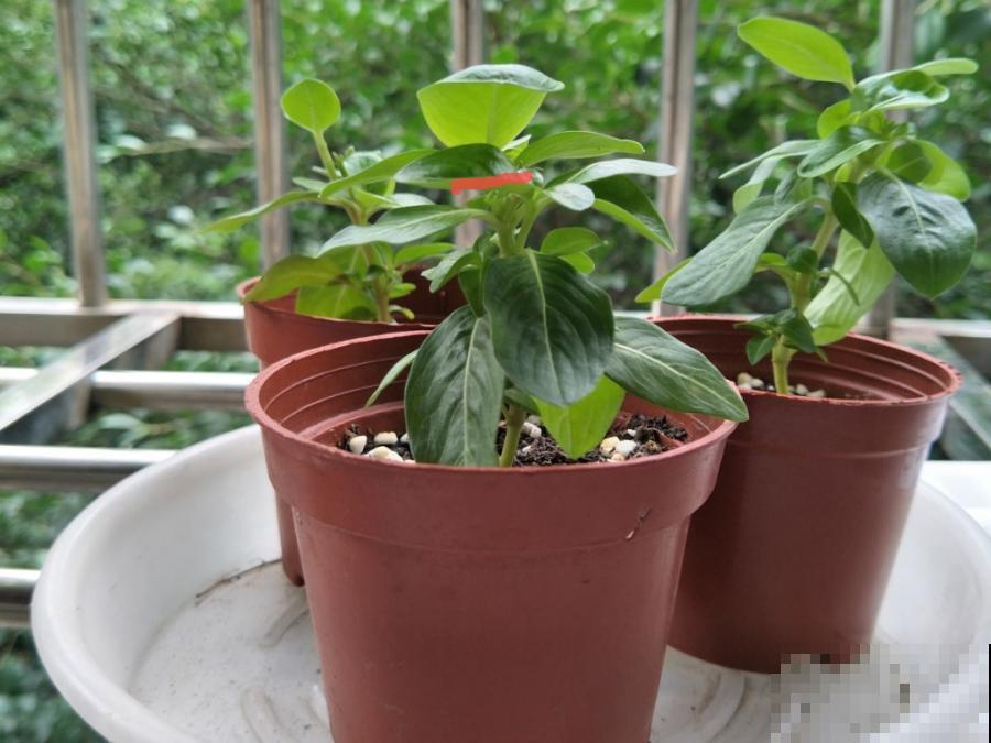 草本植物春剪,学着掐顶芽,呼呼冒出一大盆 草本植物春剪,学着掐顶芽,呼呼冒出一大盆