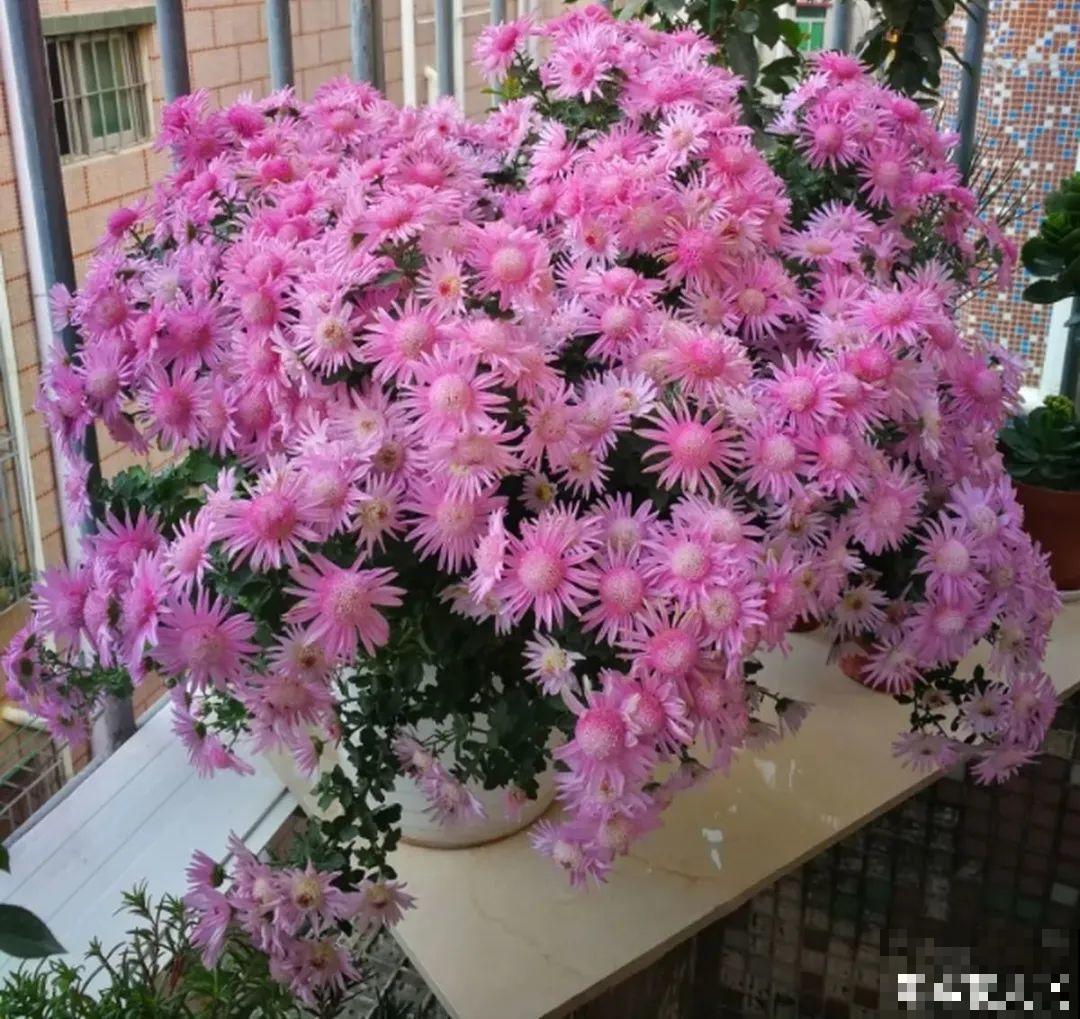 8种花开始慢慢睡醒了， 现在长得正旺，多浇水施肥， 开花更多！