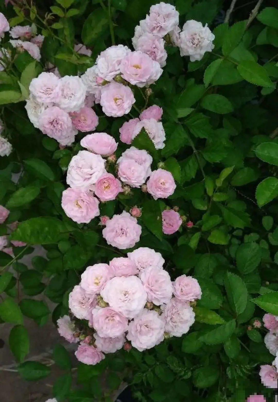 清明赏花，带上这份花卉图谱，变身行走的识花机器