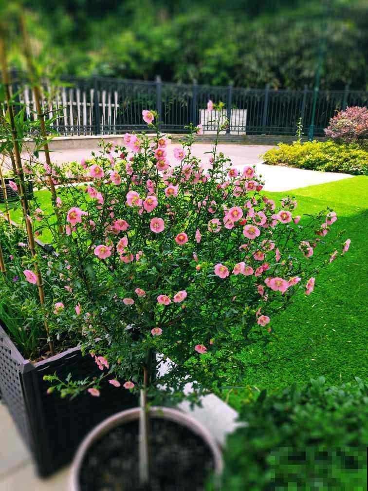 夏天要养耐热花，35度高温都能开花，超级耐晒